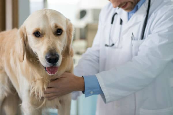 سالمونلا در سگ ها، علائم و تشخیص، پیشگیری و درمان
